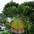 2/10/20 Seeds | Traveler’s Palm Tree Seeds, Exotic Tropical Foliage Plant, Rare Ravenala Madagascariensis Seeds for Garden or Patio, Non GMO(2 Seeds)