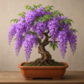 2/10/20 Wisteria Bonsai Seeds | Grow Your Own Flowering Bonsai Tree | Purple Wisteria Tree Seeds for Outdoor or Container Growing(2 Seeds)