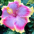 20 Hibiscus Seeds - Pink Purple Blue Colors for DIY Enthusiasts, Home Gardeners, Urban Gardeners - Perennial Hardy Shrub, Full Sun - Partial Shade Hibiscus Seeds for Planting(20 Seeds)