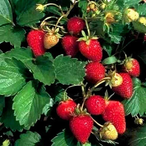 20/100/200| Red Strawberry Seeds – Garden Strawberry Fragaria, Heirloom Organic Non-GMO Sweet Juicy Berries, Easy to Grow Fruit Seeds(20 Seeds)