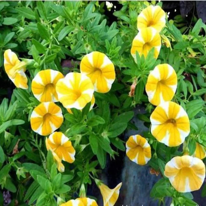 20/100/200Pcs of Yellow Scarce Rare Phantom Petunia Flower Seeds(20 Seeds)