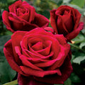 10/50/100 Double Red Rose Seeds Flower Bush Perennial Shrub Flowers Seed(10 Seeds)