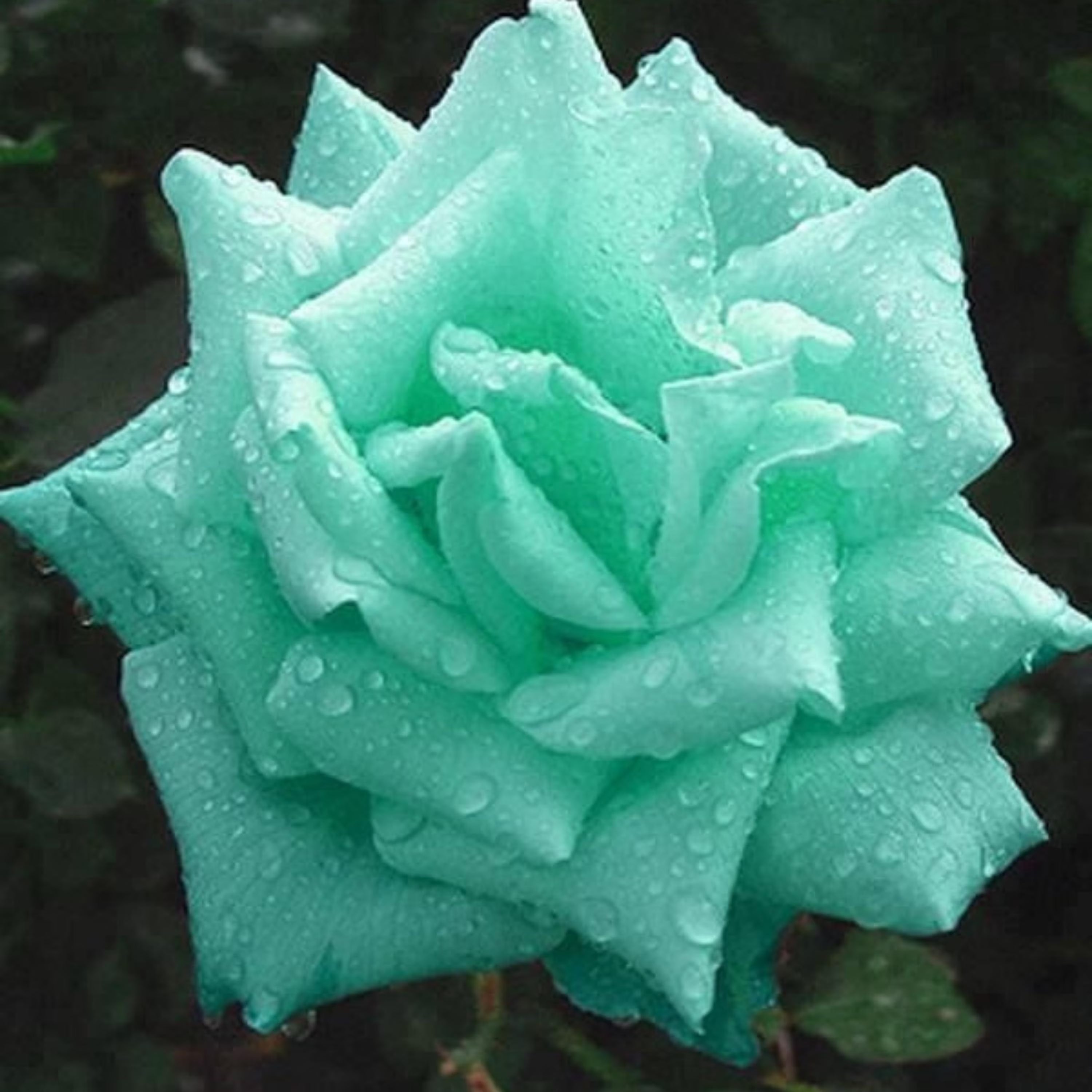 20/100/200+ Seeds| Mint Rose Seeds - Flower - Cold Resistant - Open-Pollinating - Perennial- Bloom in Spring/ Summer/ Fall - Easy to Plant(20 Seeds)