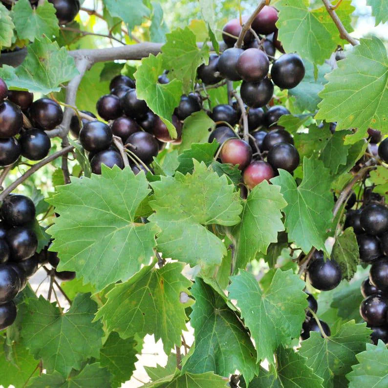 20/100/200 Muscadine Grape Seeds – Heirloom Vitis rotundifolia – Sweet Juicy Grapevine for Garden or Vineyard – Fresh Seeds(20 Seeds)