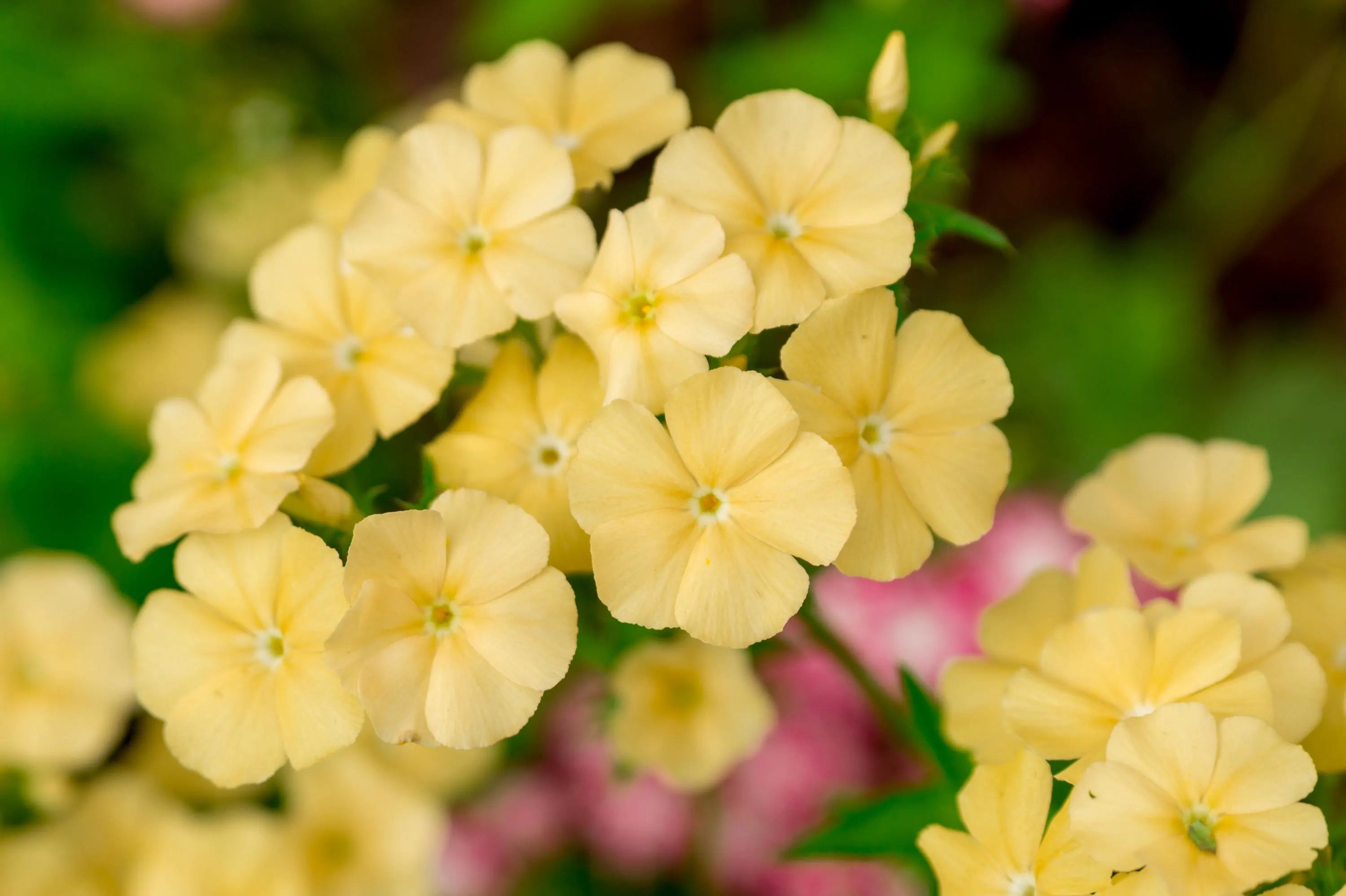 20/100/200 YELLOW BEAUTY PHLOX Drummondii Nana Compacta Short Dwarf Flower Seeds(20 Seeds)