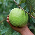 10+ Giant Vietnamese Bangkok Guava Seeds, Tropical Fruit Seeds for Home Garden, Sweet Juicy Guava Tree Seeds, Exotic Heirloom Variety(10 Seeds)