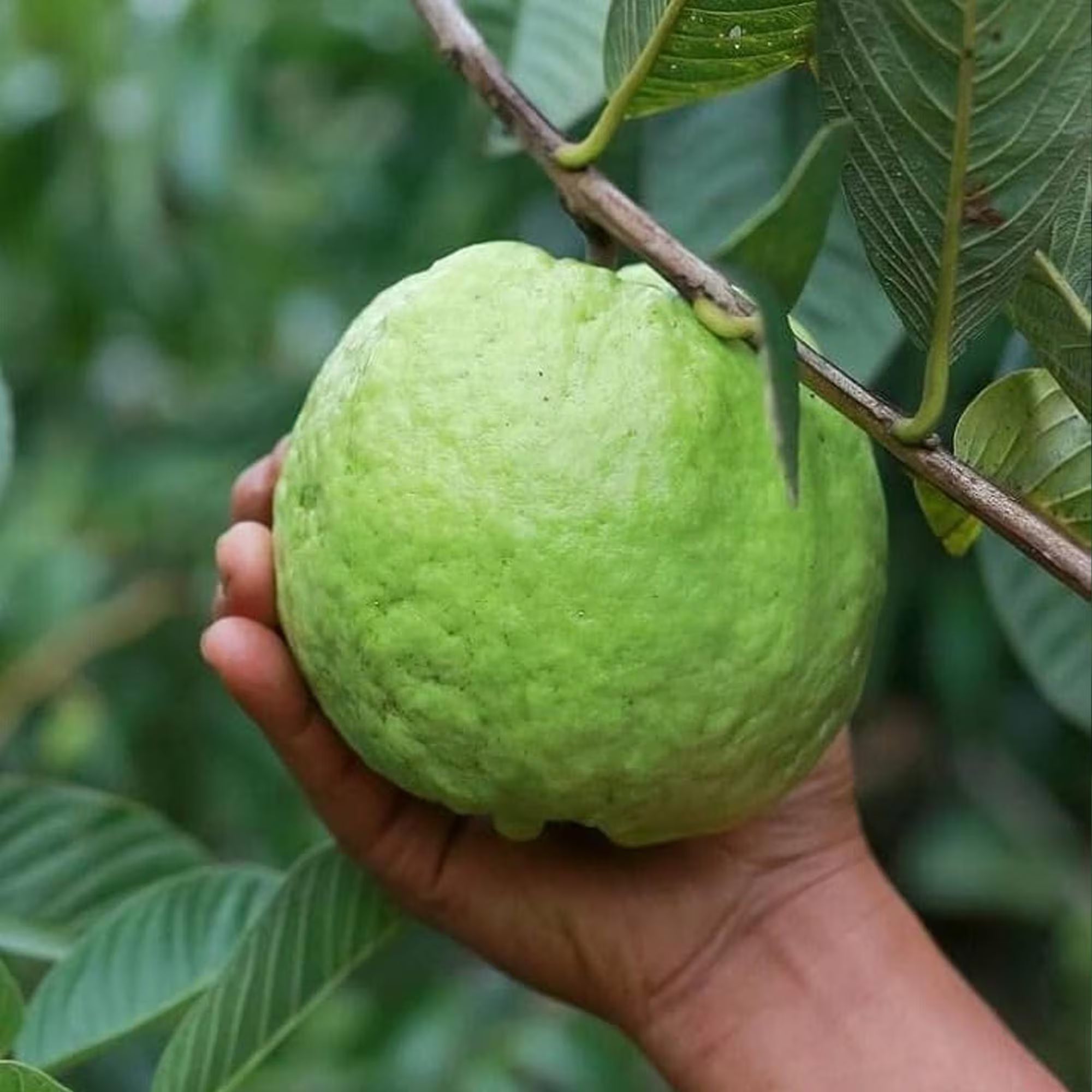 10+ Giant Vietnamese Bangkok Guava Seeds, Tropical Fruit Seeds for Home Garden, Sweet Juicy Guava Tree Seeds, Exotic Heirloom Variety(10 Seeds)