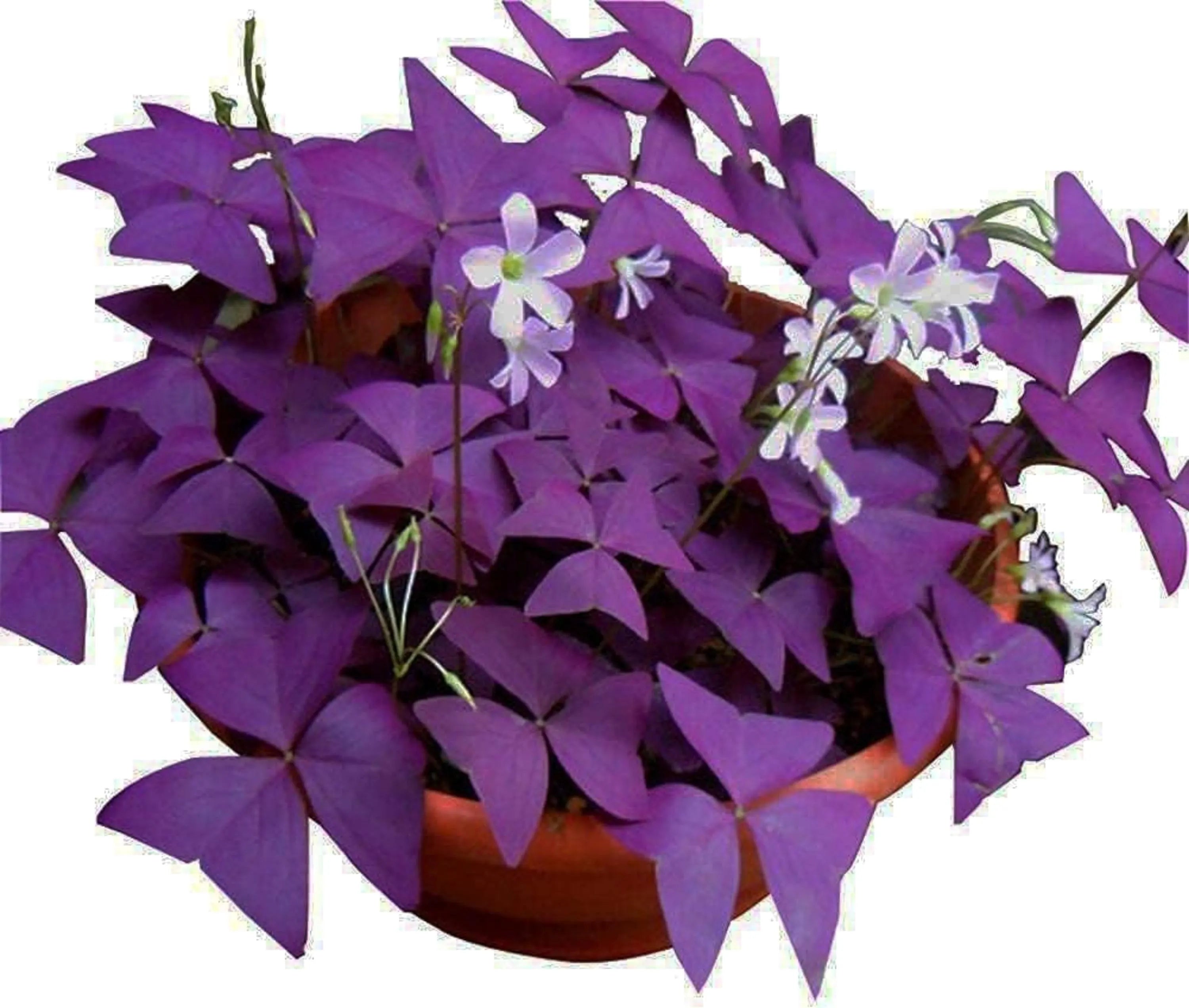 20+ Purple Shamrock Seeds | Oxalis Triangularis | Good Luck Plant | Indoor Outdoor Perennial(20 Seeds)