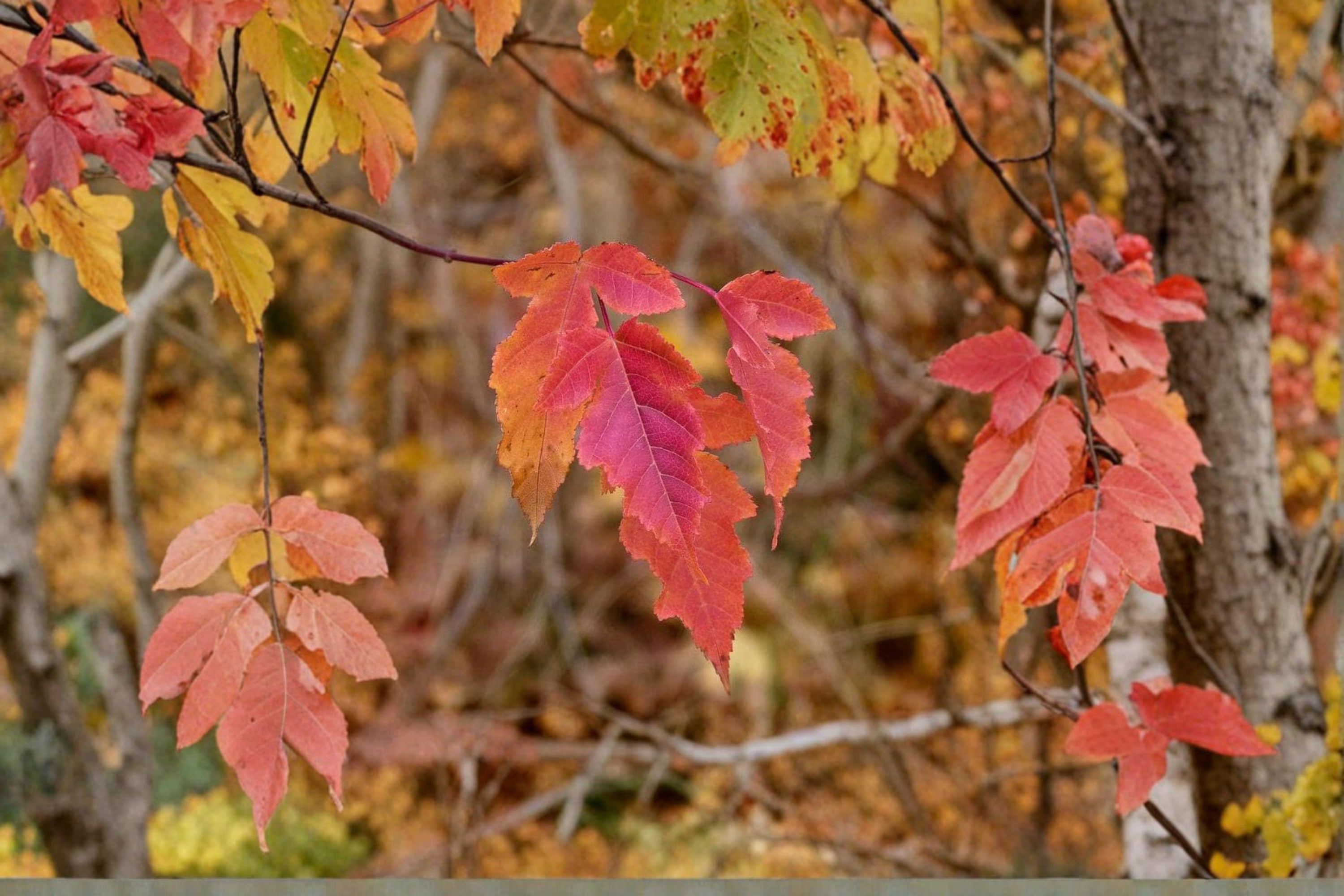 2/10/20 Amur Maple Seeds: Acer Ginnala, Red Fall Foliage(2 Seeds)