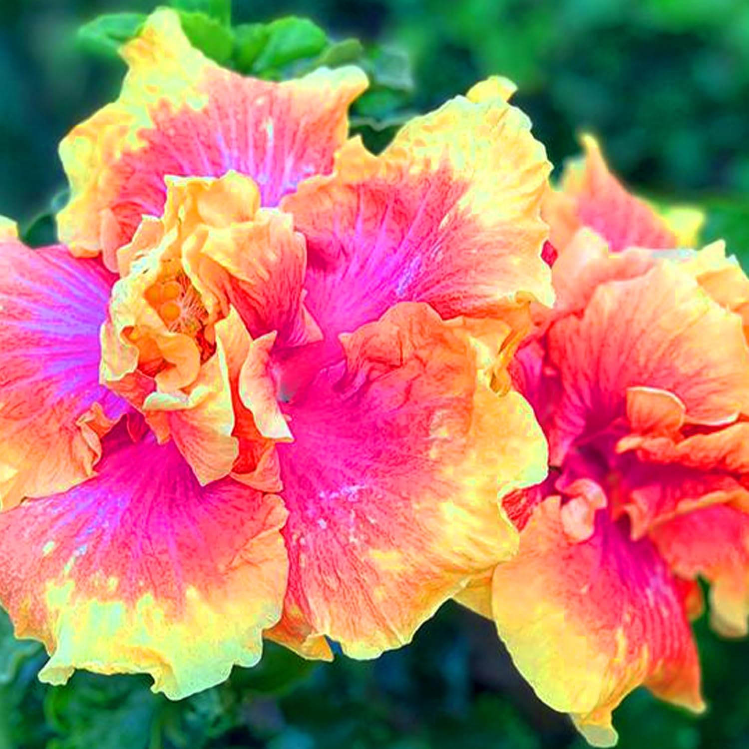 2/10/20 Pink Yellow Double Hibiscus Seeds – Hardy Yellow Pink Hibiscus Flowers, Easy to Grow, Heirloom  Organic – Perfect Perennial Flower Seeds for Planting Indoors/Outdoors in Containers or Beds(2pcs)