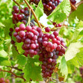 10/50/100 Seed Grape Vine Fruit Seeds for Planting Outdoor-Plant  Grow Heirloom Grape Vine Non-GMO in Your Home Garden(10PCS)