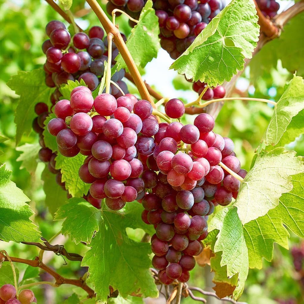 10/50/100 Seed Grape Vine Fruit Seeds for Planting Outdoor-Plant  Grow Heirloom Grape Vine Non-GMO in Your Home Garden(10PCS)