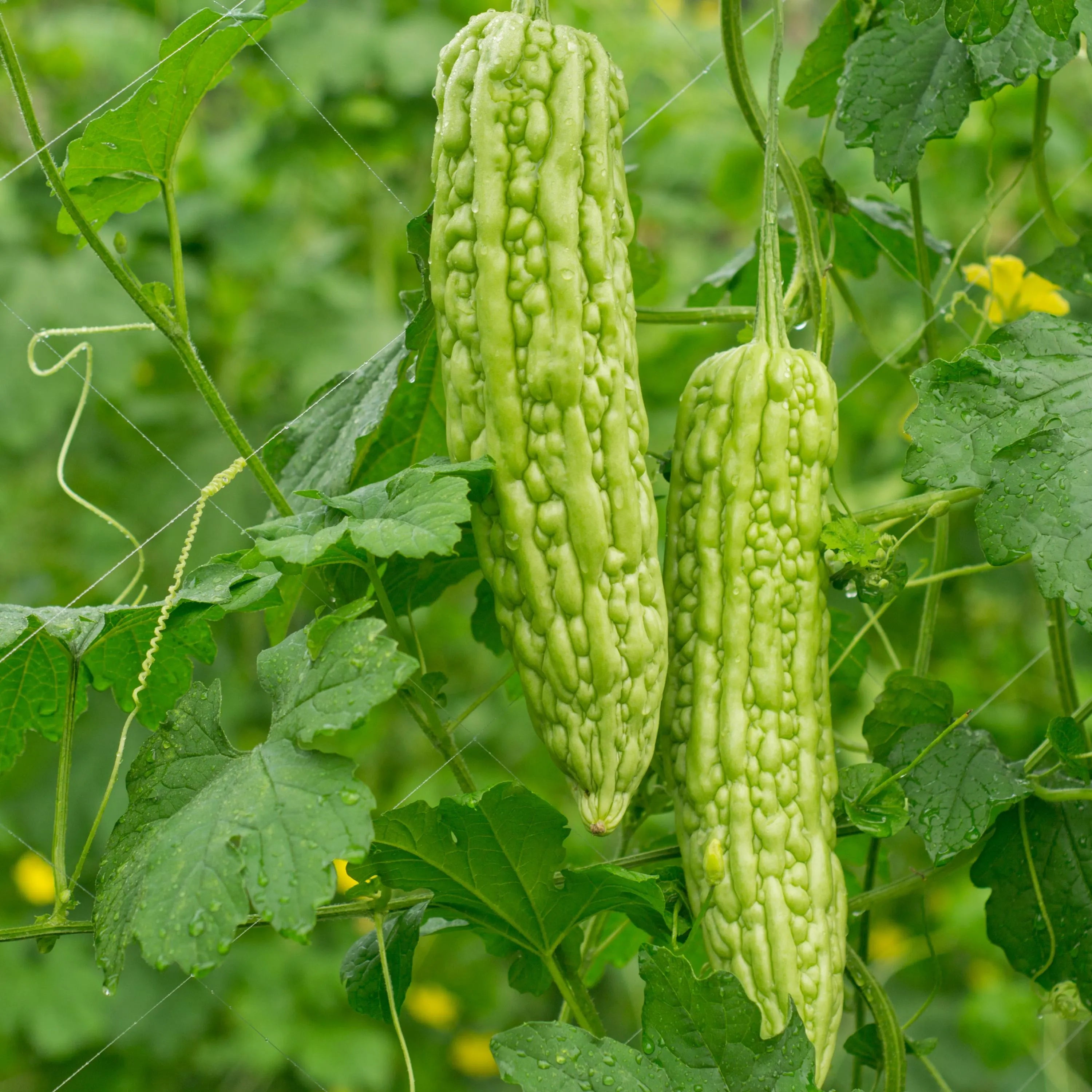 20/100/200| Bitter Melon Seeds – Momordica Charantia – Organic Asian Vegetable Seeds– Balsam Pear – Easy Grow – High Yield – Climbing Vine(20 Seeds)