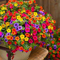 120/600/1200+ Petunia Seeds Mixed Rainbow Colors | Grandiflora Flower Seeds | Vibrant Garden Blooms(120 Seeds)