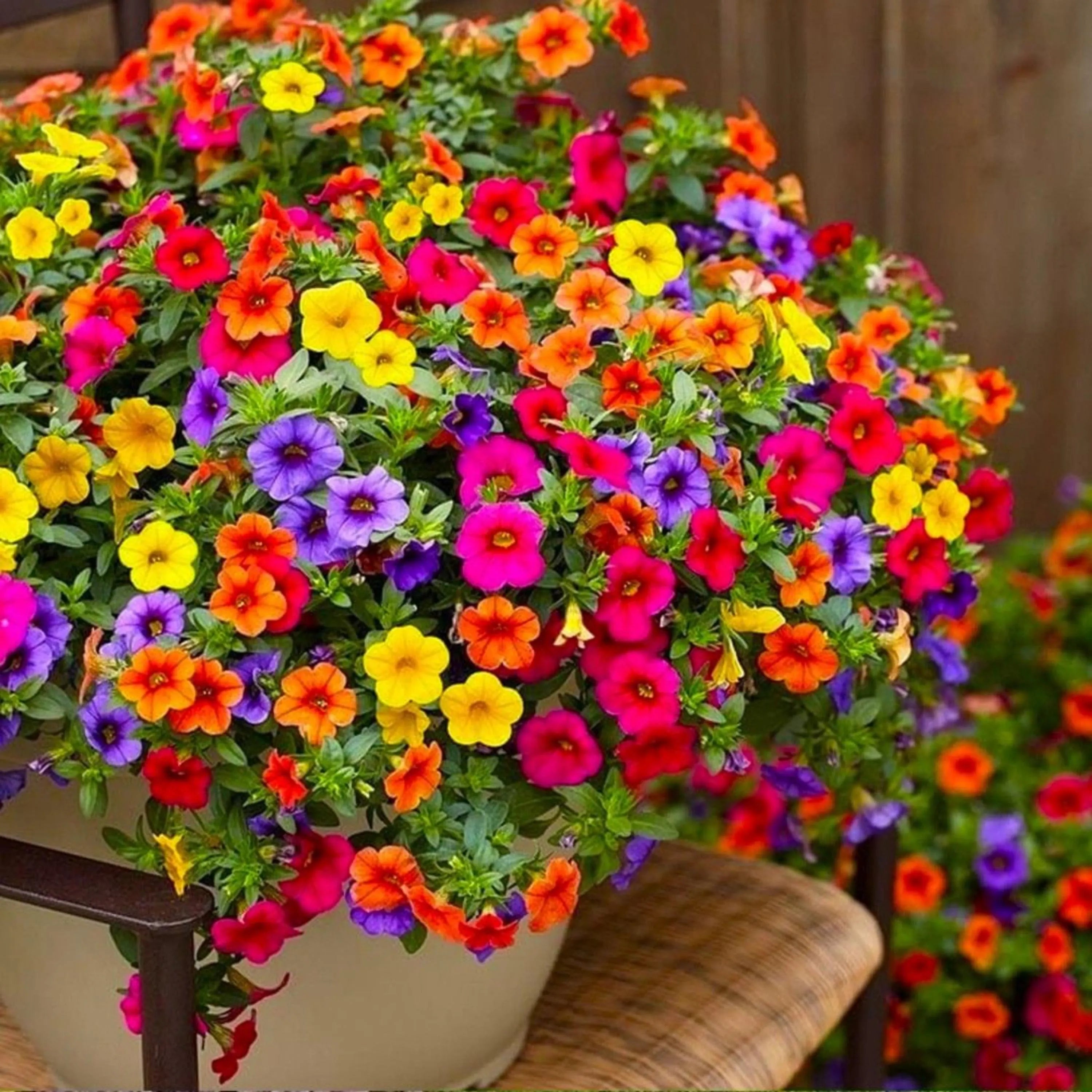 120/600/1200+ Petunia Seeds Mixed Rainbow Colors | Grandiflora Flower Seeds | Vibrant Garden Blooms(120 Seeds)