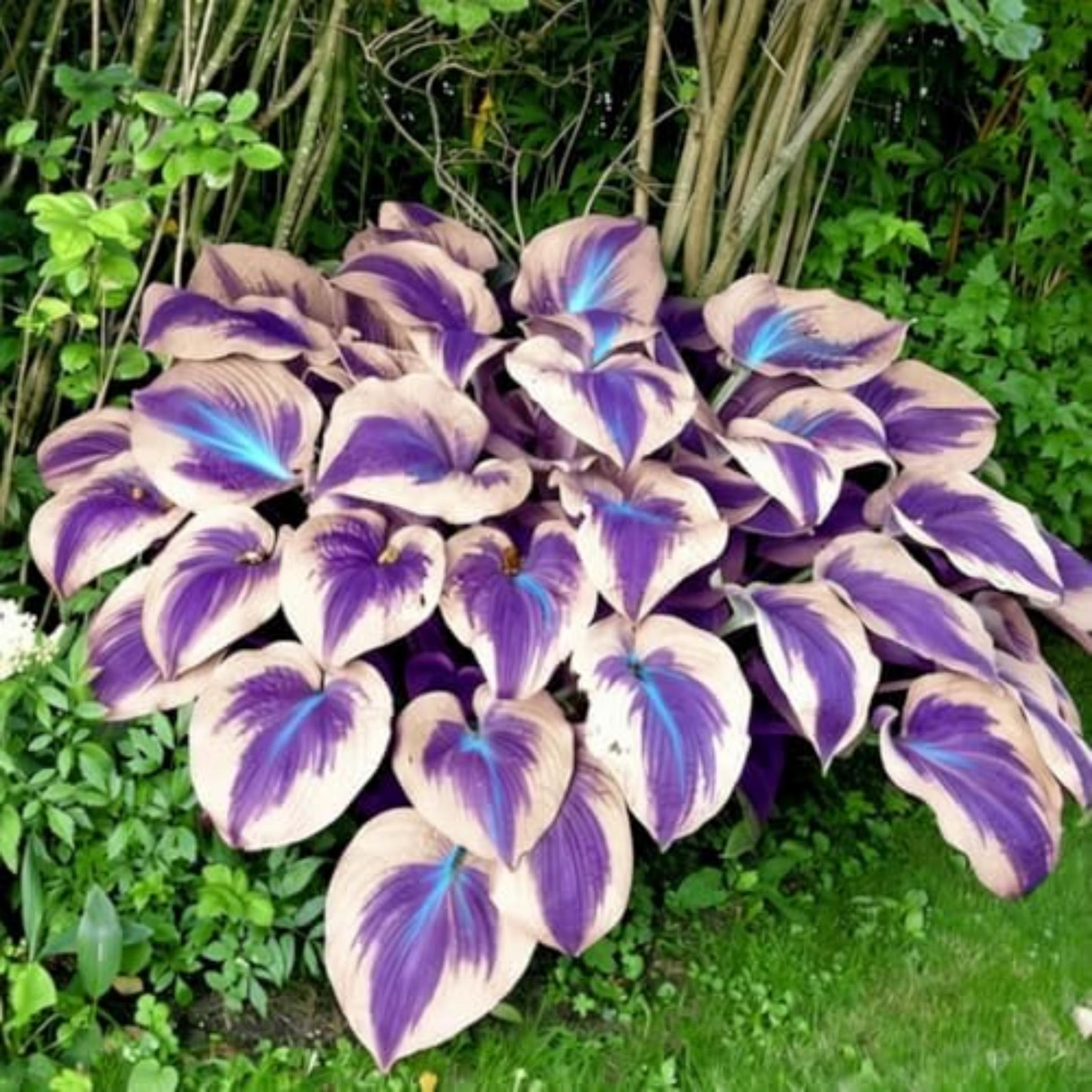 160+ Hosta Seeds: Long Blooming Exotic Shade Plant(160 Seeds)