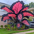 100+ Caladium Seeds | Vibrant Heart-Shaped Foliage Plant(100 Seeds)