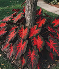 160/800/1600 seeds Rare Black Red Hosta Seeds – Exotic Shade Plant, Easy to Grow Perennial, Garden  Patio Decor, Indoor Outdoor Landscaping .(160 Seeds)