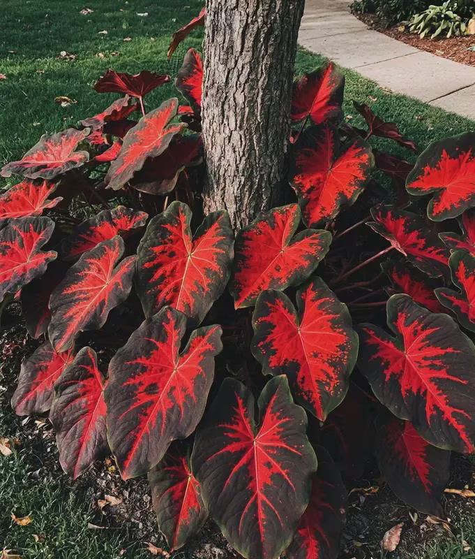 160/800/1600 seeds Rare Black Red Hosta Seeds – Exotic Shade Plant, Easy to Grow Perennial, Garden  Patio Decor, Indoor Outdoor Landscaping .(160 Seeds)