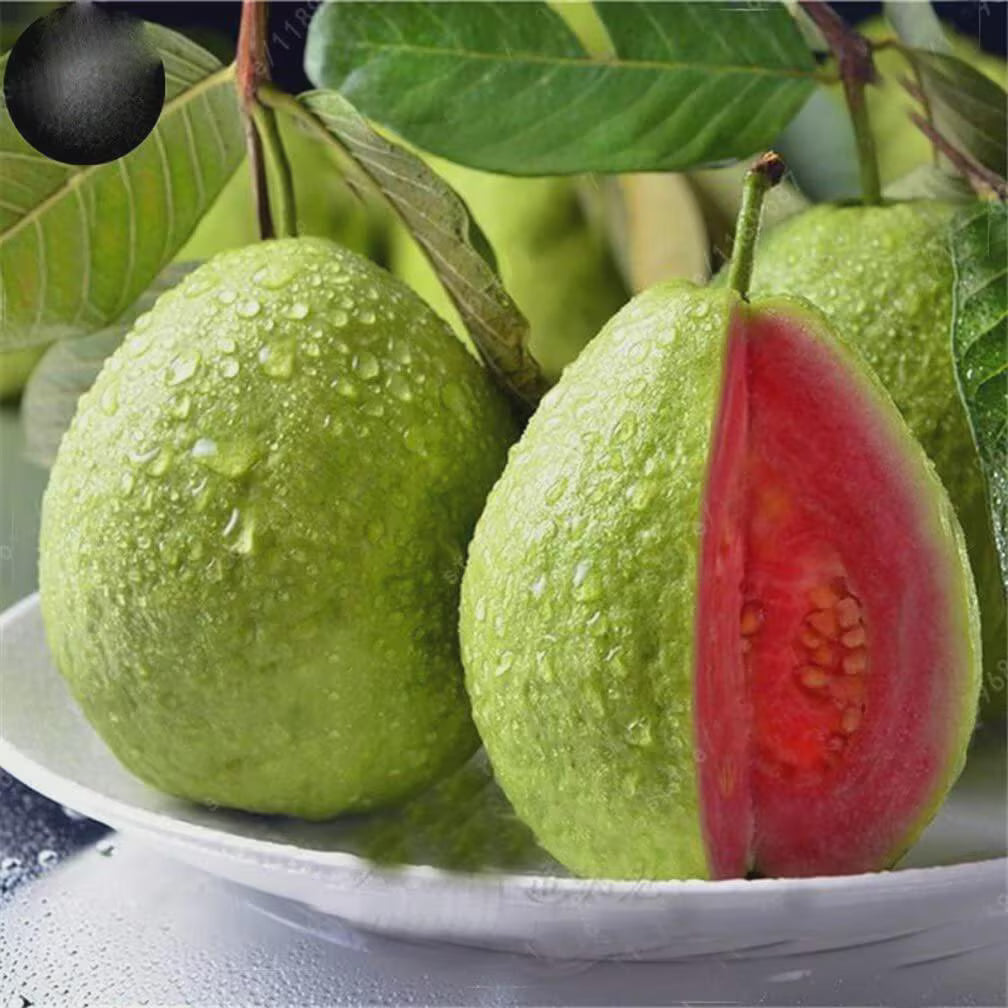 20/100/200 Guava Fruit Tree Seeds  Tropical Exotic Fruit | Non-GMO, Vitamin-Rich  Easy to Grow | Indoor Outdoor Garden Seeds | CZ Grain USA(20 Seeds)