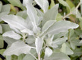 10/50/100 Sacred WHITE SAGE Salvia Apiana Shrub Silver Folliage Native Smudge Seeds(10 Seeds)