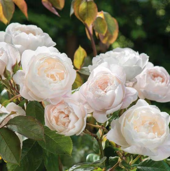 10/50/100Pcs Rare seed Desdemona Rose Seeds(10 Seeds)