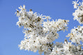 1/5/10 STAR MAGNOLIA Stellata TREE Seeds - Fragrant White to Pink Big ; Wide Flowers(1 Seeds)