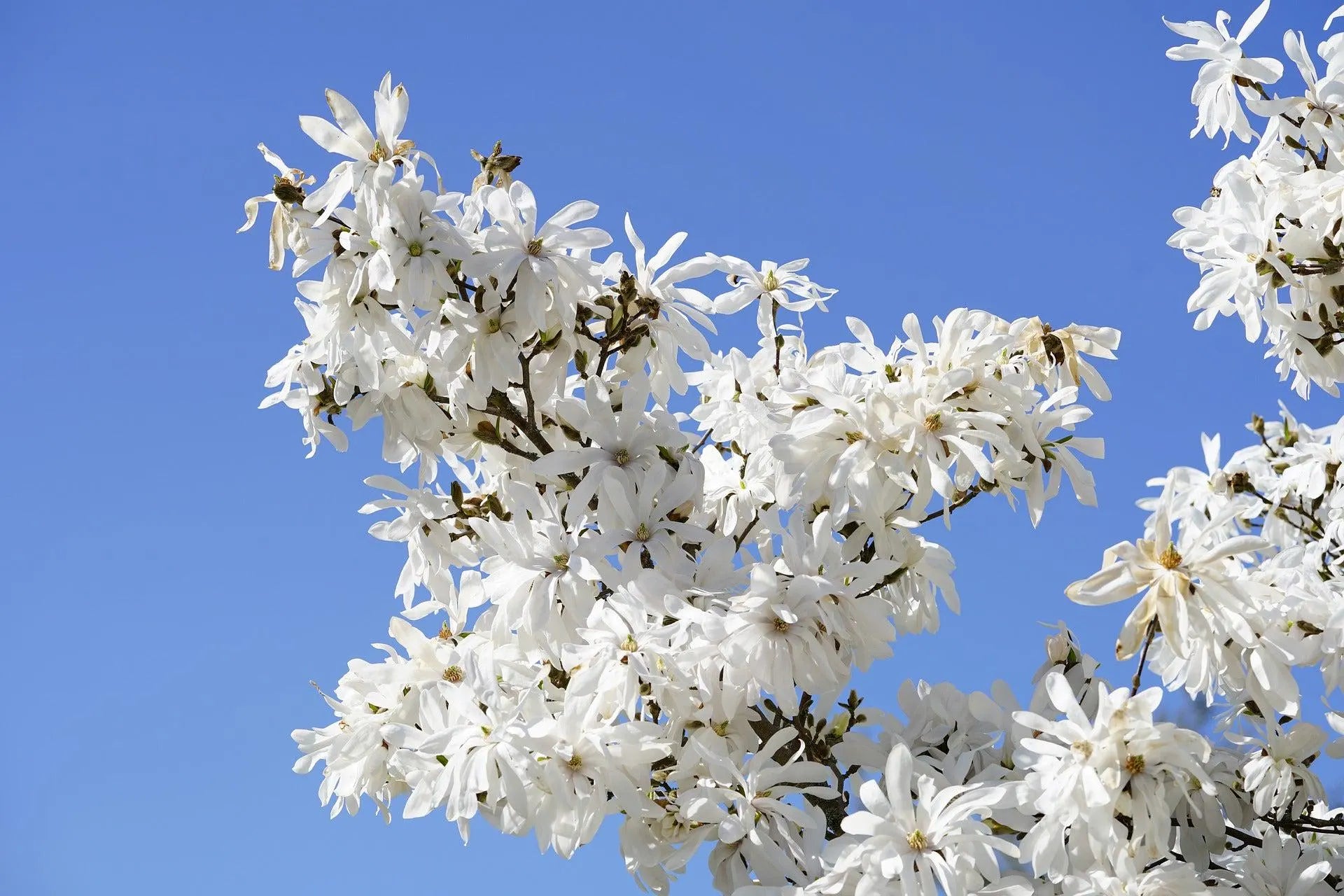 1/5/10 STAR MAGNOLIA Stellata TREE Seeds - Fragrant White to Pink Big ; Wide Flowers(1 Seeds)