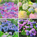 16/80/160 PCS Perennial Hydrangea Seeds Flower for Home Gardens Outdoor-Non-GMO Heirloom Flower High Germination Rate(16pcs)