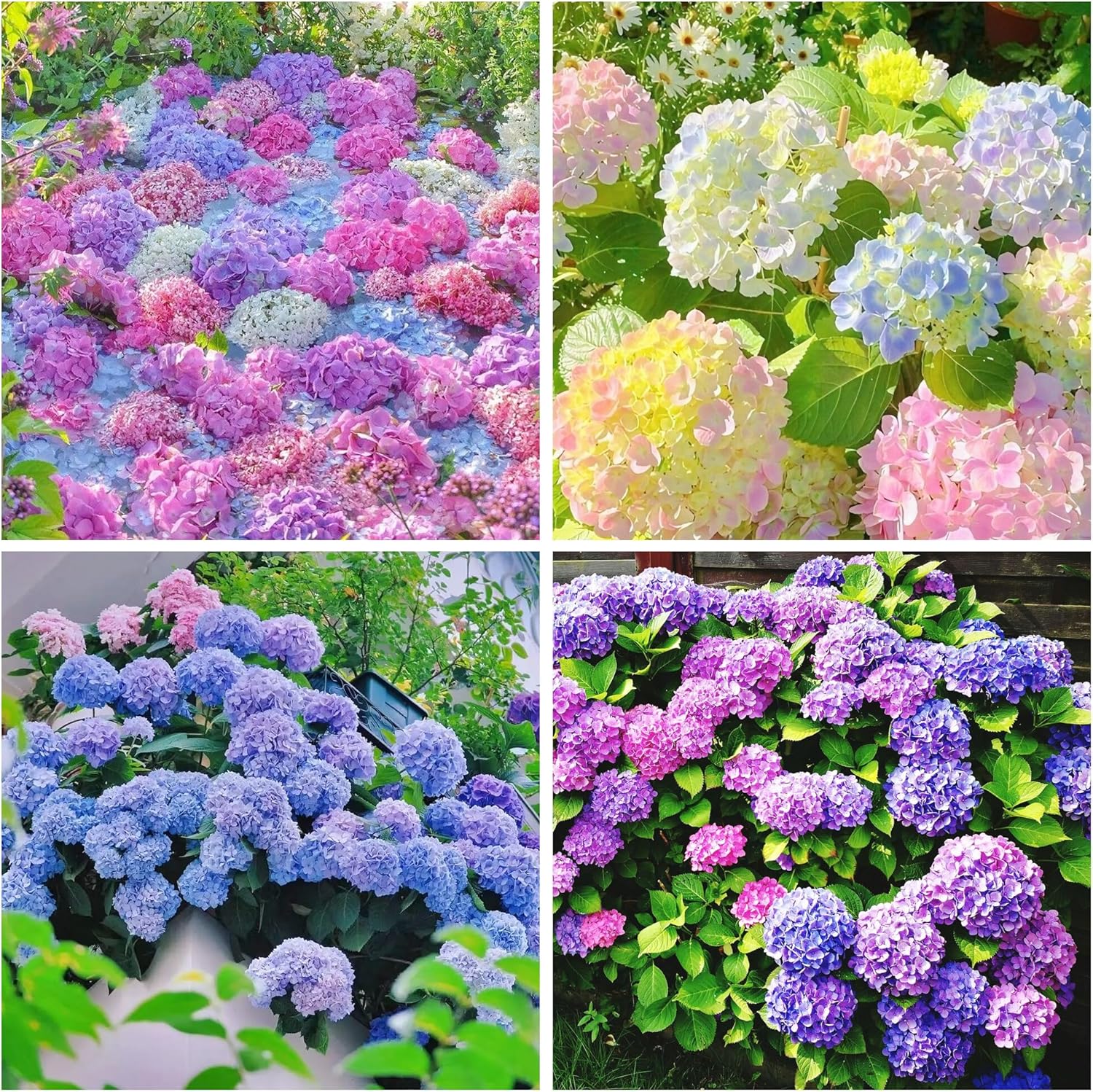 16/80/160 PCS Perennial Hydrangea Seeds Flower for Home Gardens Outdoor-Non-GMO Heirloom Flower High Germination Rate(16pcs)