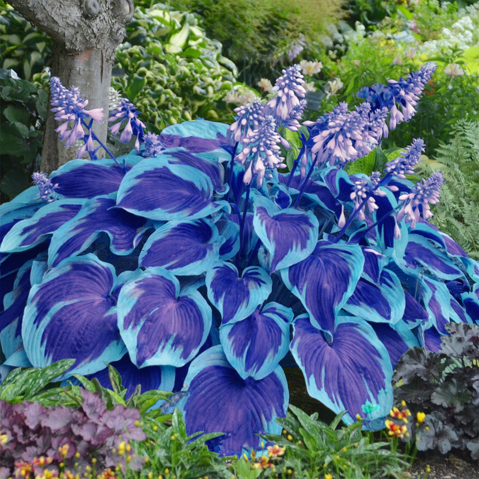 200 Hosta Seeds for Shade Gardens Grow Easily, Perennial Flowers Hosta Plants Low Maintenance(40)