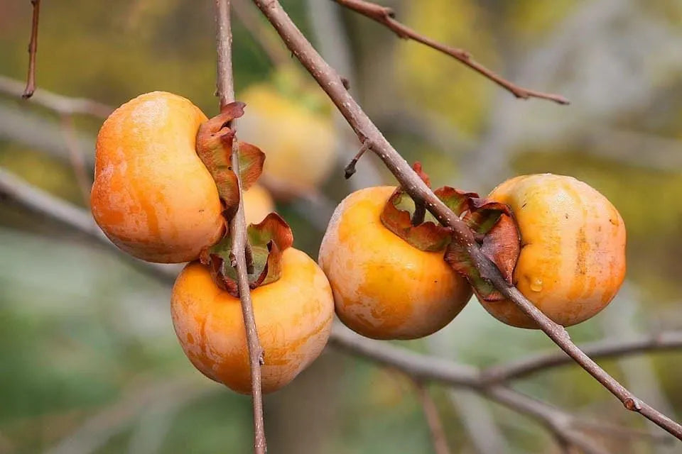 1/5/10 ITALIAN PERSIMMON TREE Dateplum Date Plum Fruit Diospyros Lotus Seeds(1 Seeds)