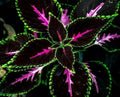 20+ Coleus Seeds – Rare Pink Black Green(20 Seeds)