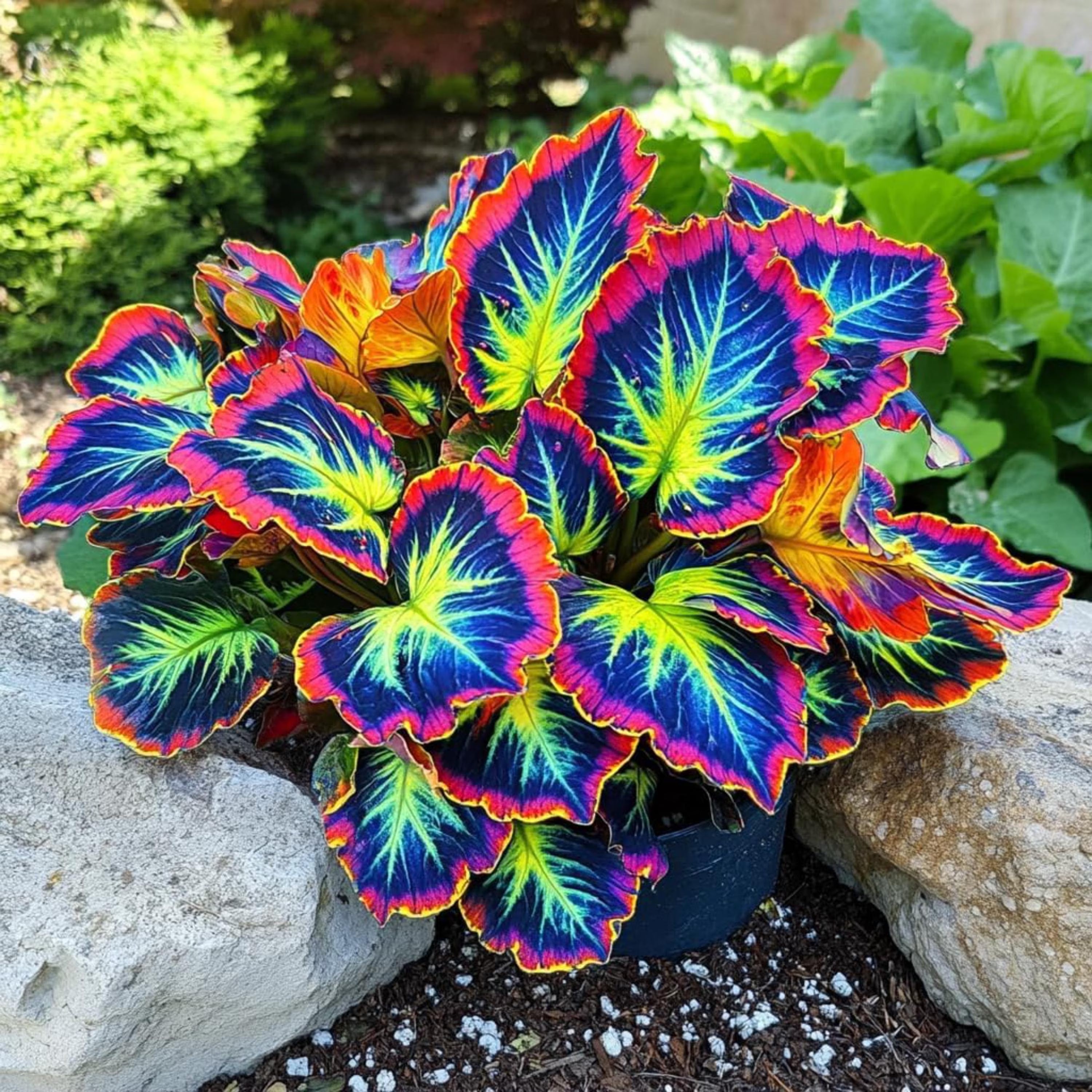 20/100/200 Rainbow Dragon Coleus Seeds – Shade Perennial Plant(20 Seeds)