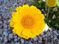 100/500/1000 Yellow DESERT MARIGOLD Baileya Multiradiata Showy Drought Paper Daisy Flower Herb Seeds(100 Seeds)