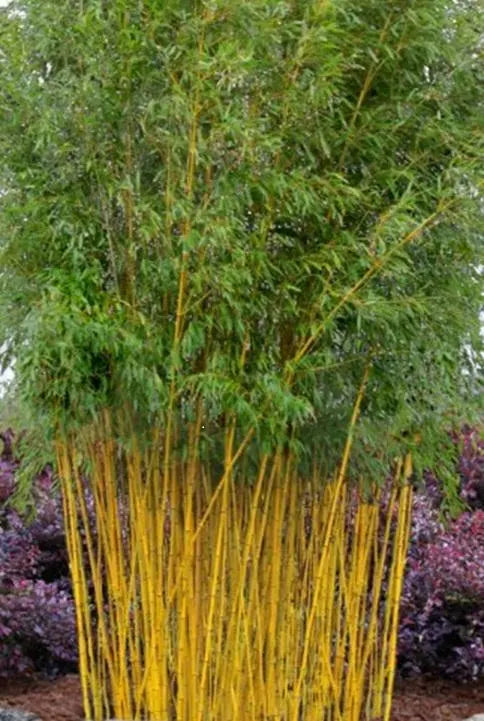 20/100/200 Golden Bamboo Seeds: Fast Growing Privacy Screen, Cold Hardy(20 Seeds)