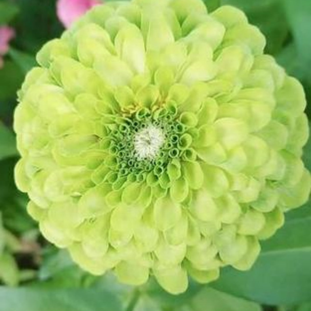 20/100/200 Giant Lime Zinnia Seeds, Vibrant Green Zinnias for Bouquets  Landscaping(20 Seeds)