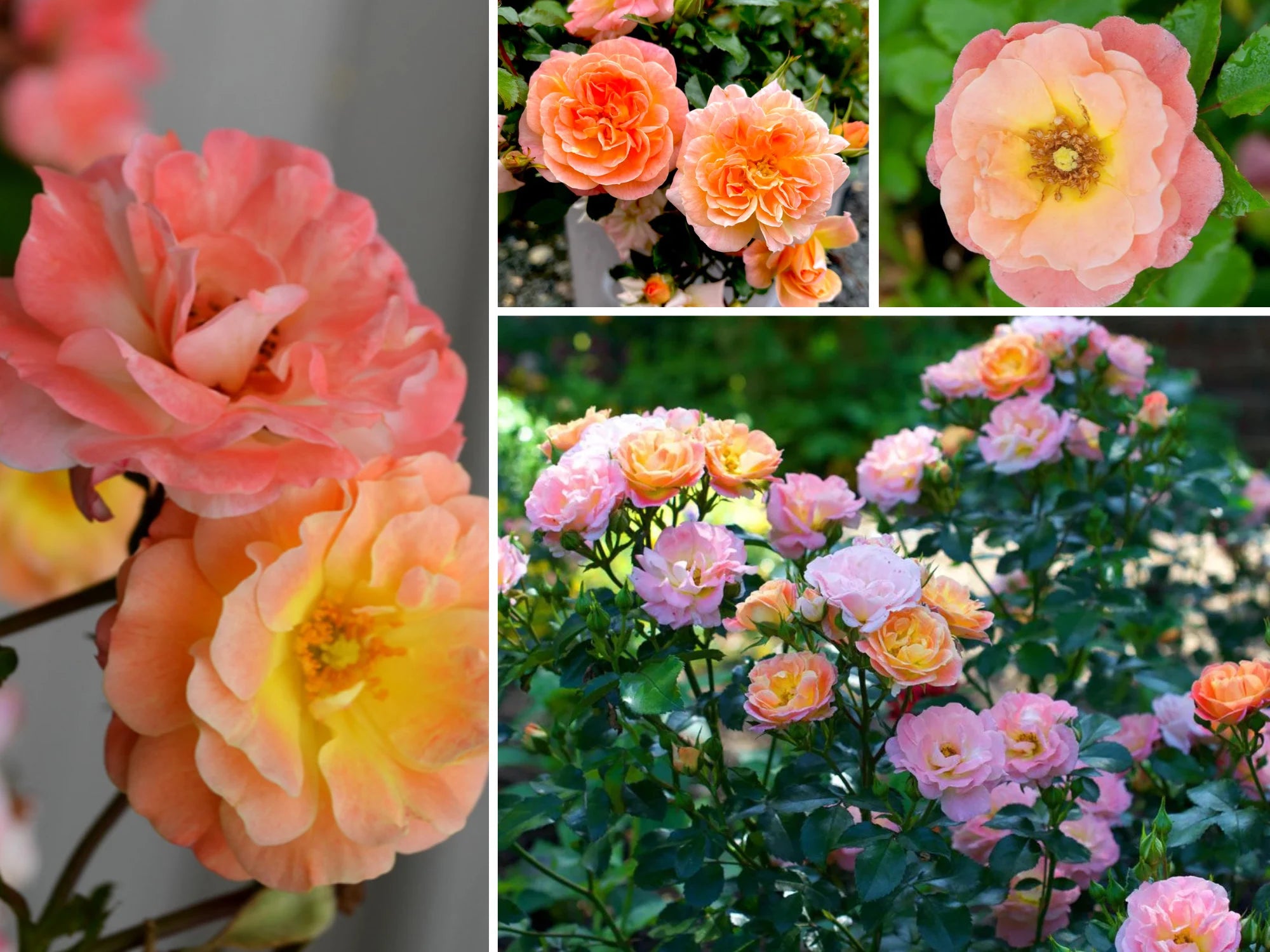 10/50/100 Seeds | Peach Drift Rose Seeds - Perennial - Authentic Seeds - Mix Seeds - Late Winter to Early Spring Planting Time - .#1171(10 Seeds)