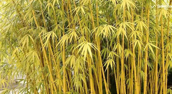 20+ Golden Bamboo Seeds: Fast Growing Privacy Screen, Cold Hardy(20 Seeds)