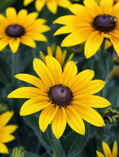 200/1000/2000 Bulk Black Eyed Susan Seeds, Rudbeckia Hirta, Yellow Fflowering Plants(200 Seeds)