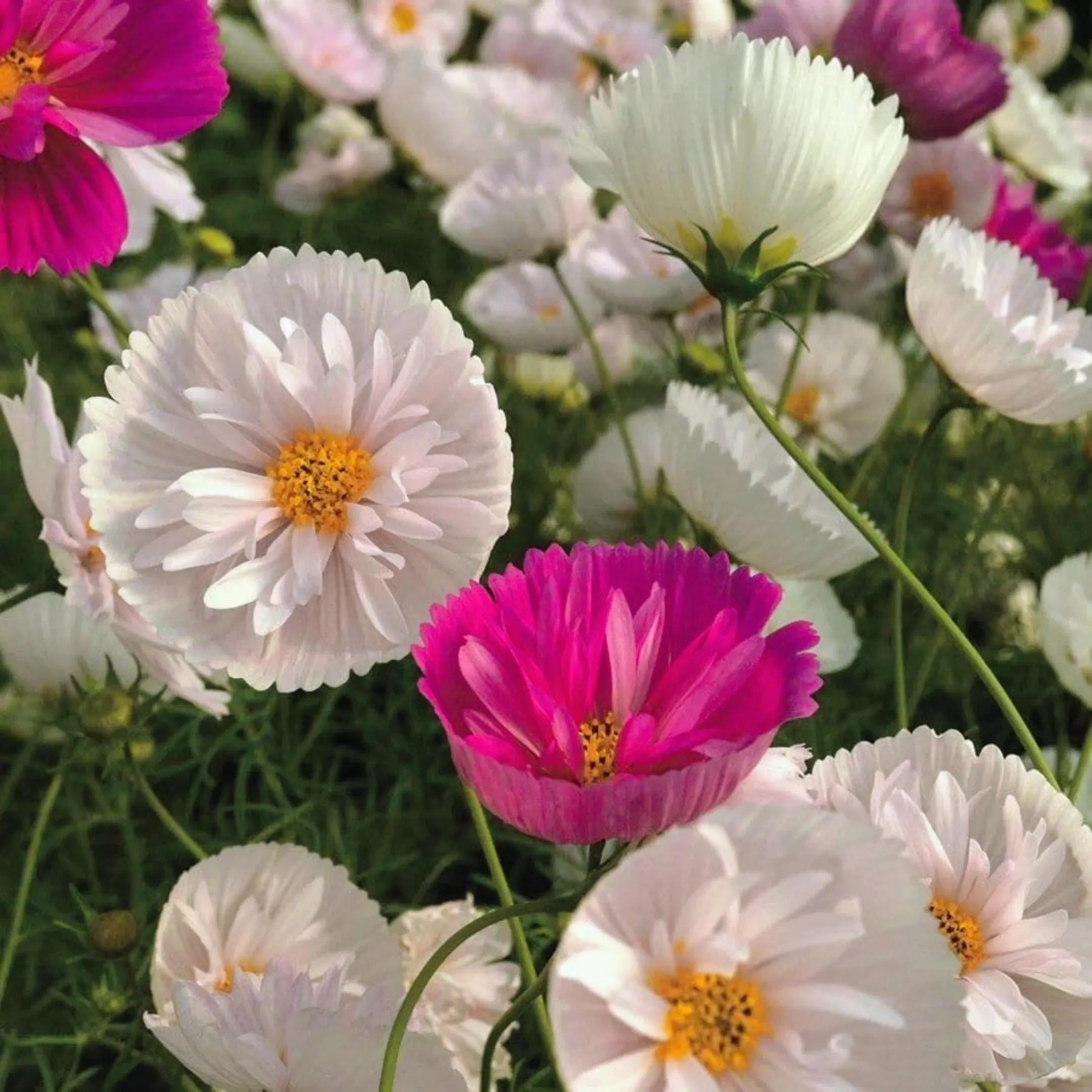 20/100/200 Cupcake Blush Cosmos Seeds: Unique Pink Petal Blooms(20 Seeds)