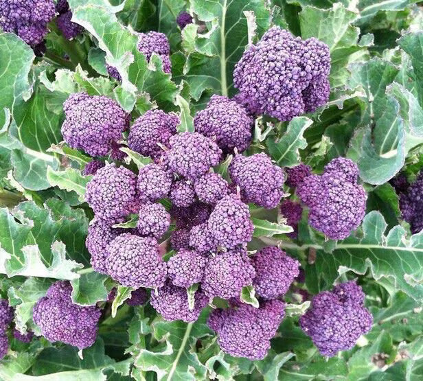 200/1000/2000 Broccoli Seeds - Purple Sprouting Non-GMO Heirloom | USA Seller(200 Seeds)