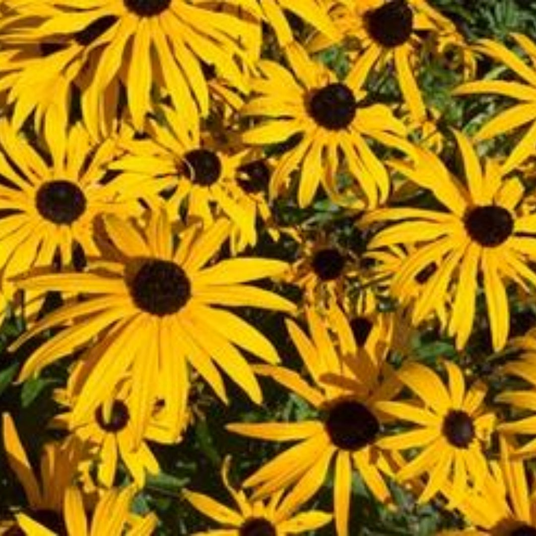 200/1000/2000 Black Eyed Susan Seeds | Native Wildflower Gardening Plant Seed for Flower Gardens, Pollinator Bees  Butterflies, Rudbeckia hirta(200 Seeds)