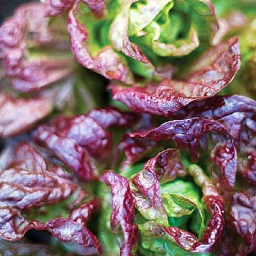 100/500/1000 Marvel of Four Seasons Lettuce Seeds Non-GMO USA Seller(100 Seeds)