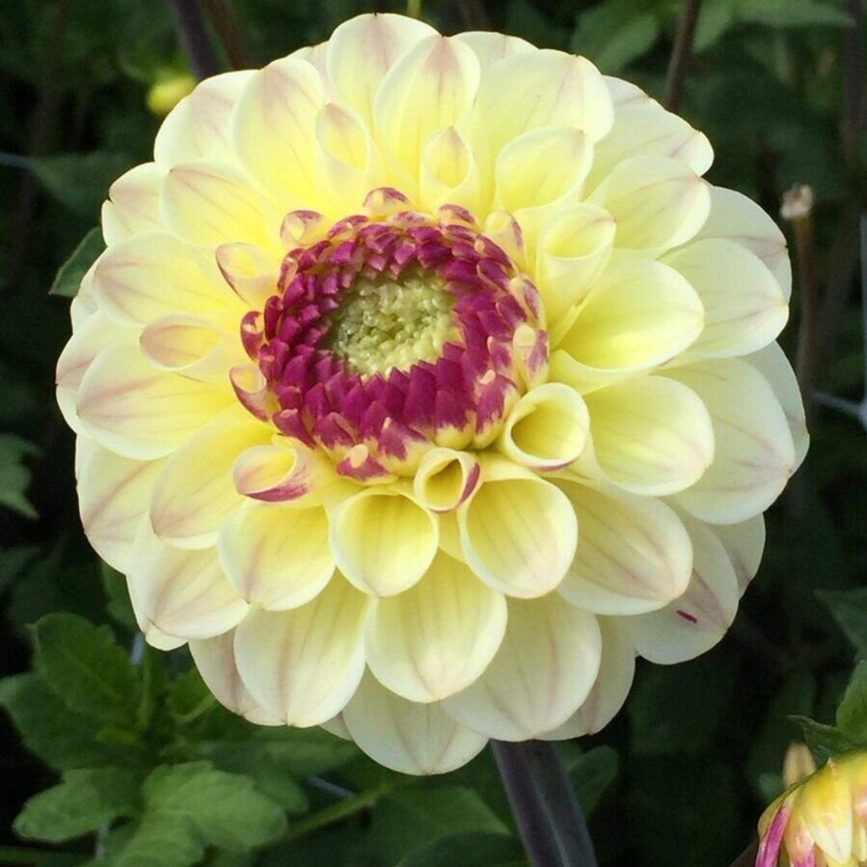 20+ Seeds| Cherish Dahlia Seeds - Perennial - Flowering - Hybrid - Open-Pollinating - Fast Growing - Clumping - Plant in Spring #D031(20 Seeds)