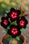 2/10/20 Desert Rose Seeds: Pink, Black, White Adenium - Exotic Bonsai Plant(2 Seeds)