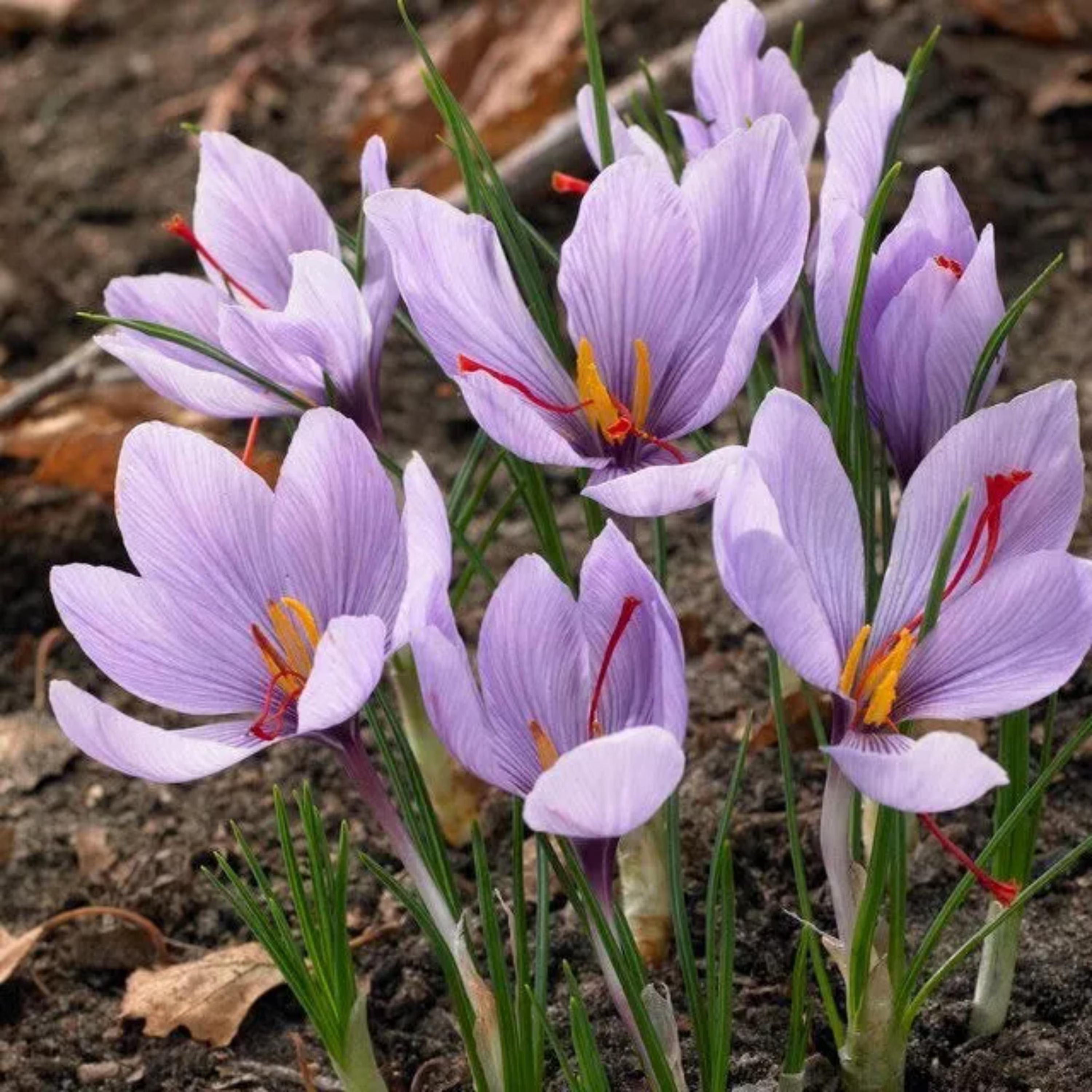 20/100/200 Saffron Crocus Seeds – Crocus Sativus – Fall Blooming Flower(20 Seeds)