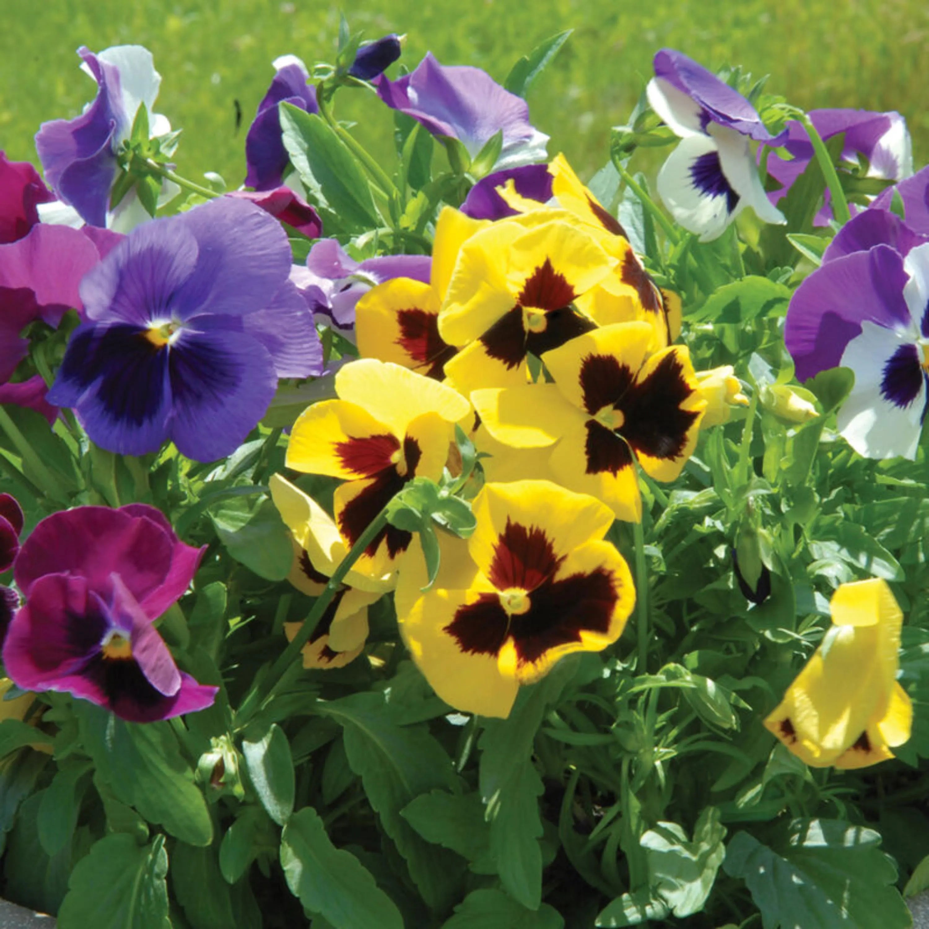 20/100/200+ Seeds| Majestic Giants Pansy Seeds -Cold Resistant -Open-Pollinating - Self-Pollinating - Draft Resistant - Plant in Summer/Spring(20 Seeds)