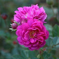1/5/10 Seeds | Sweet Chariot Rose Seeds - Authentic Seeds - Flower Seeds - Rose seeds - Miniature Climbing Rose(1 Seeds)